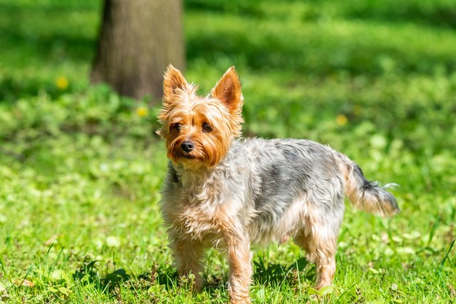 Yorkshire terrier curly store hair