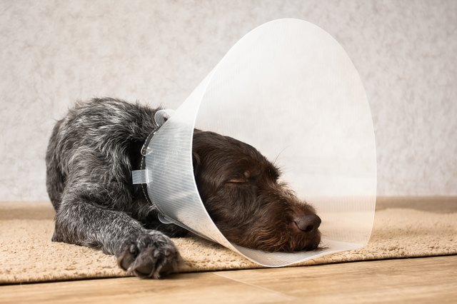 Can My Dog Sleep With a Cone On? | Cuteness