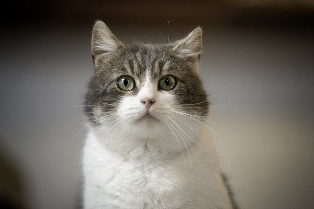 Pica In Cats Why Is My Cat Chewing On Non Food Items Cuteness pica-in-cats-why-is-my-cat-chewing-on-non-food-items-cuteness