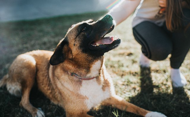 how-to-certify-my-dog-as-a-service-dog-in-colorado-cuteness