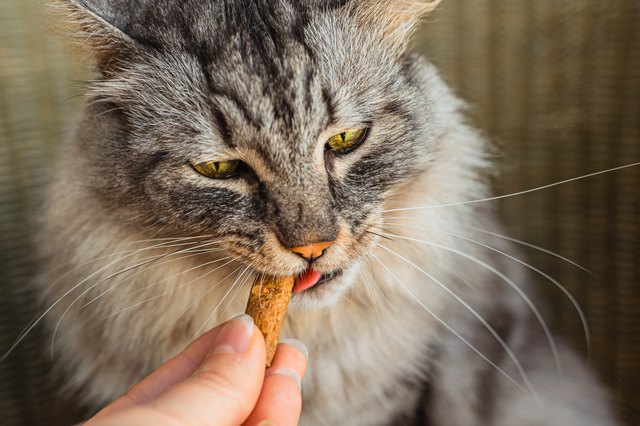 9 Tips For Happier Cat Mealtimes | Cuteness