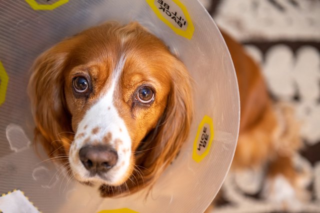 how-to-ease-a-dogs-pain-after-neutering-cuteness