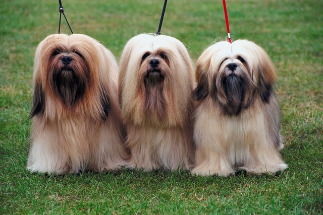 are lhasa apso trainable