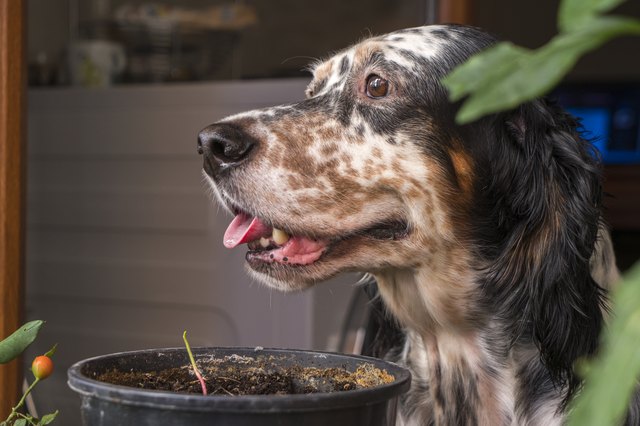 can-dogs-eat-gravy-cuteness