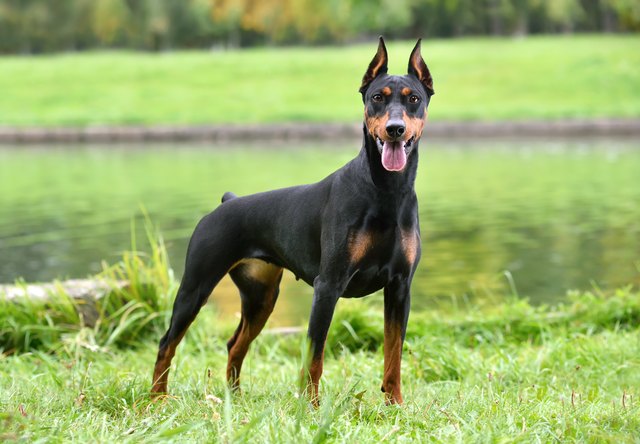 Mid store size doberman