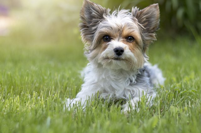 Grooming terriers store