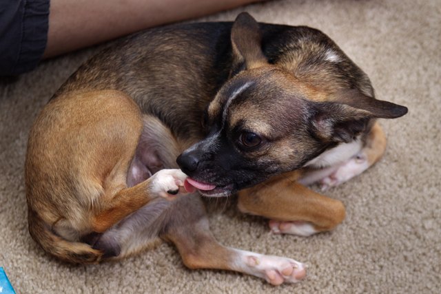 why-does-my-dog-keep-licking-his-foot-cuteness