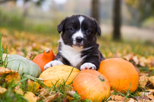 Can Dogs Eat Pumpkin Pie