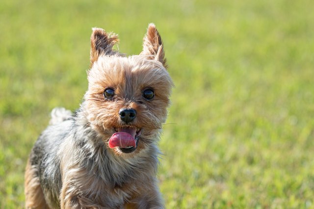 Yorkie best sale cut hair