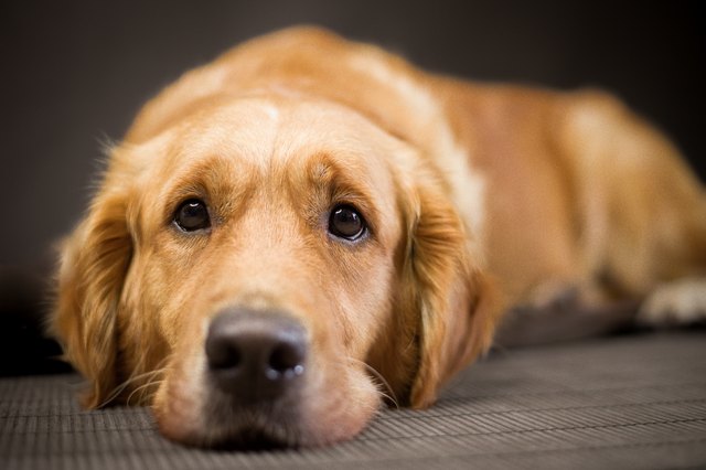 how-long-can-you-leave-a-dog-home-alone-cuteness