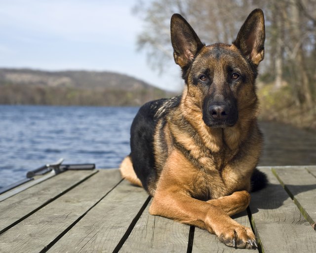 are-german-shepherds-prone-to-cancer