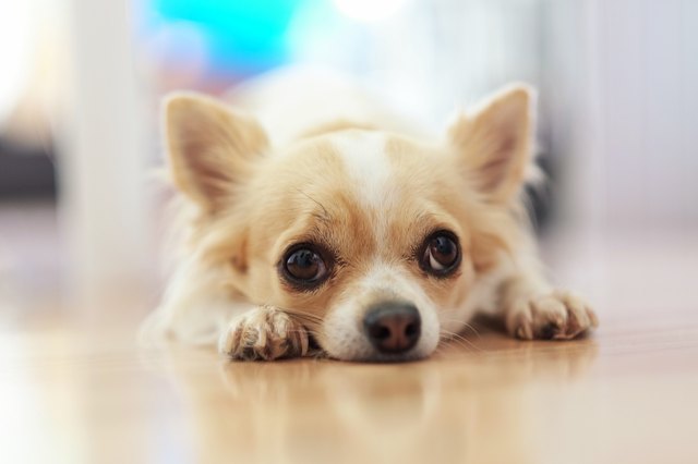 How Often Should Chihuahuas Eat? Cuteness