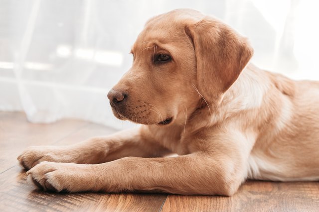 how-to-remove-stains-from-dog-paws-cuteness