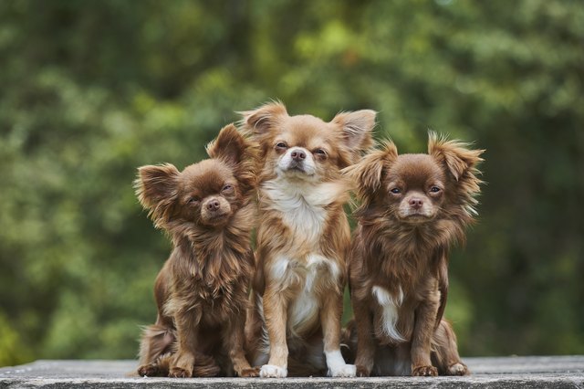 Large hotsell breed chihuahua