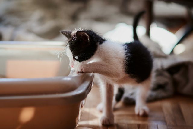 how-to-clean-up-cat-poop-cuteness