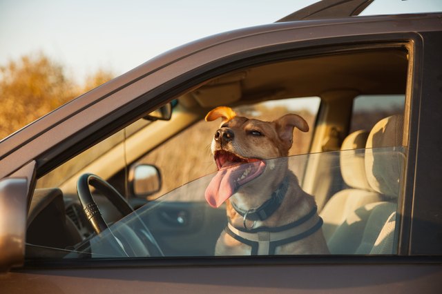 Is it Ever Safe to Leave a Dog in a Parked Car? | Cuteness
