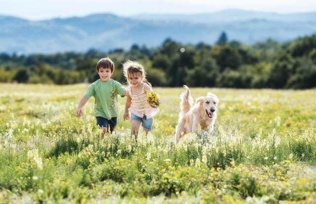 what-would-cause-a-high-white-blood-cell-count-in-dogs