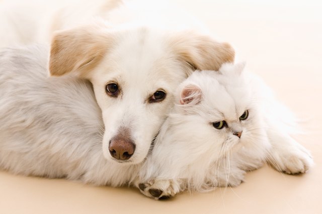 Dog & Cat Relationships  How to Get a Cat & Dog to Get Along