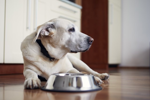 Dog flips hot sale food bowl