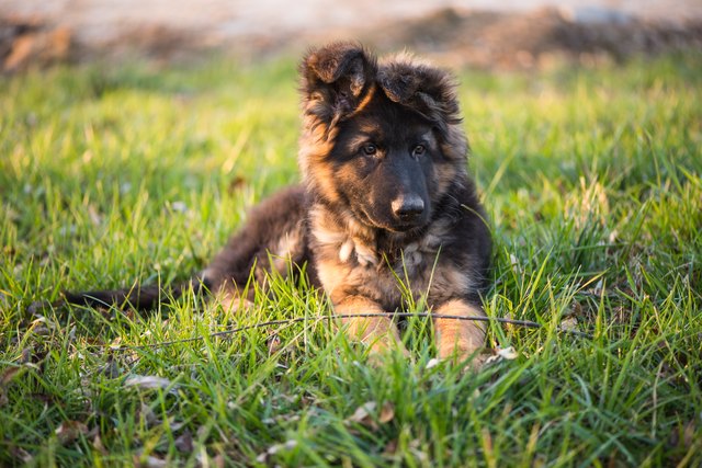 German shepherd sanctuary near sales me