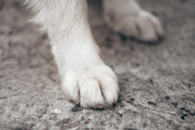 Epsom salt store on dogs paws