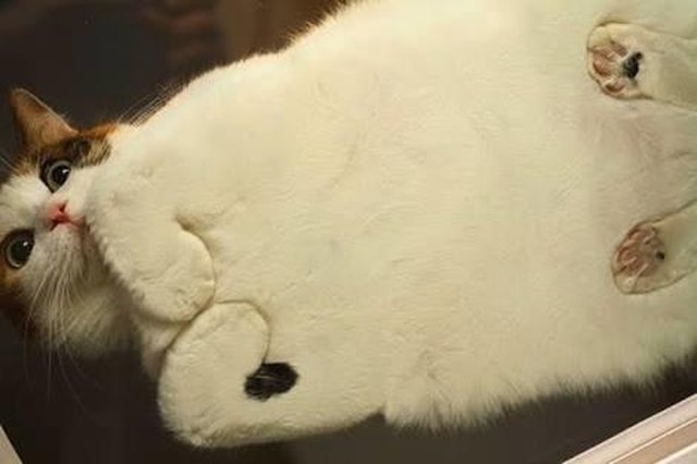 Cats Smooshed On Glass Tables Will Bring You Instant Happiness Cuteness