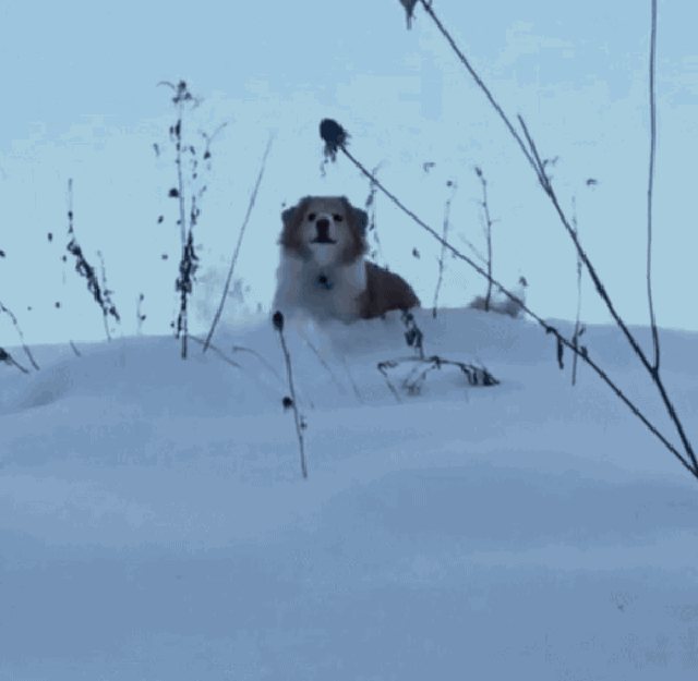 Baby Animals Playing In The Snow Will Melt Your Insides | Cuteness