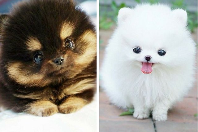 What Happens In Our Brains When We Look At Cute Animal Pictures? | Cuteness