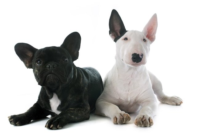 Are Bulldogs Part of the Bull Terrier Family? Cuteness