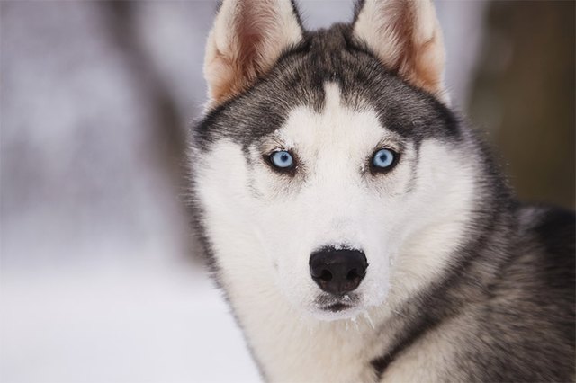 Are Huskies Like Wolves? | Cuteness