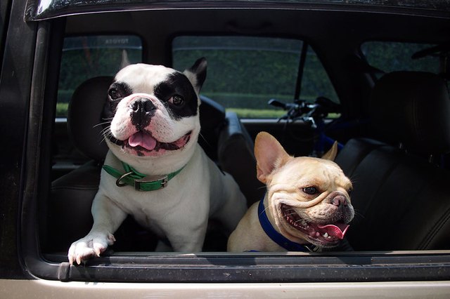 Calming a Hyper Dog in the Car | Cuteness