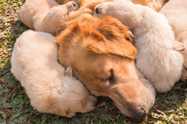 How Do Mother Dogs Show Affection to Puppies? | Cuteness