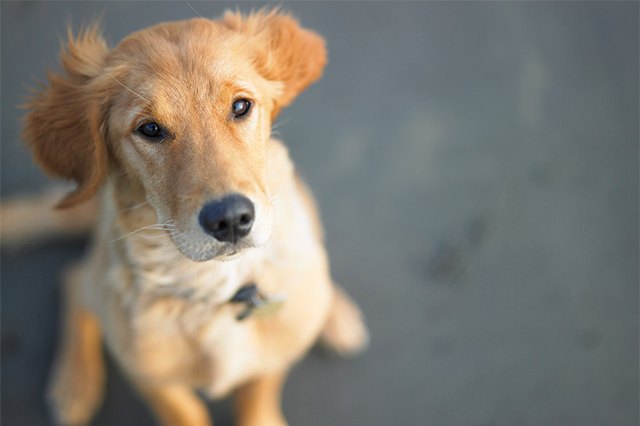 How Far Along Is A Dog If She's Already Lactating? | Cuteness