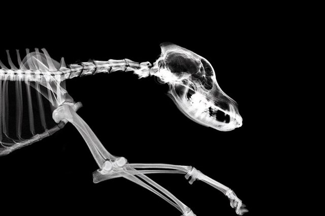 How Many Bones Are in a Dog's Skull? | Cuteness