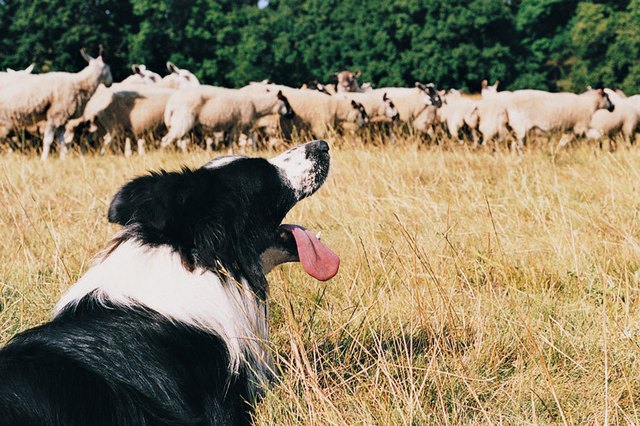 how to stop dog herding behavior