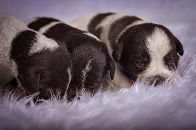 Is It Ok To Bathe a Newborn Puppy? | Cuteness