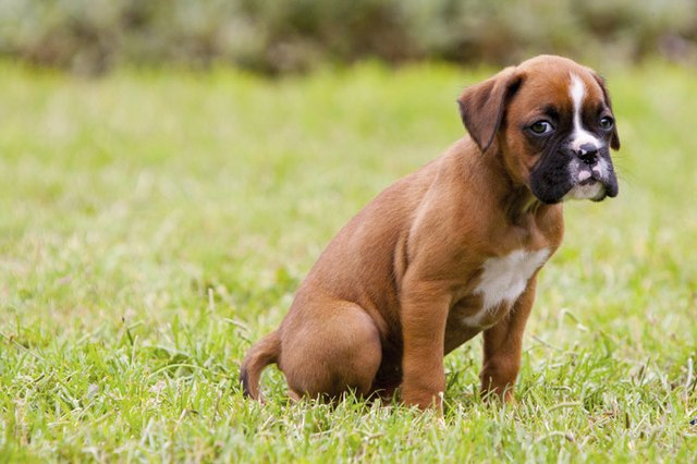 boxer puppies free to good home