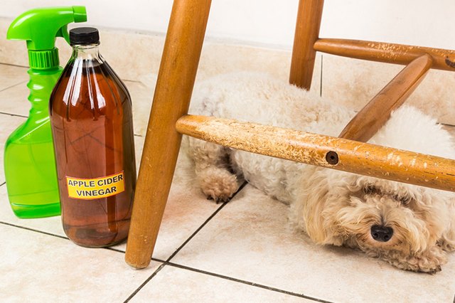 products to stop dogs from chewing furniture | cuteness