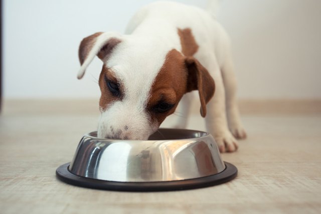 How Do You Feed Your Dog? Readers Respond - Vetstreet