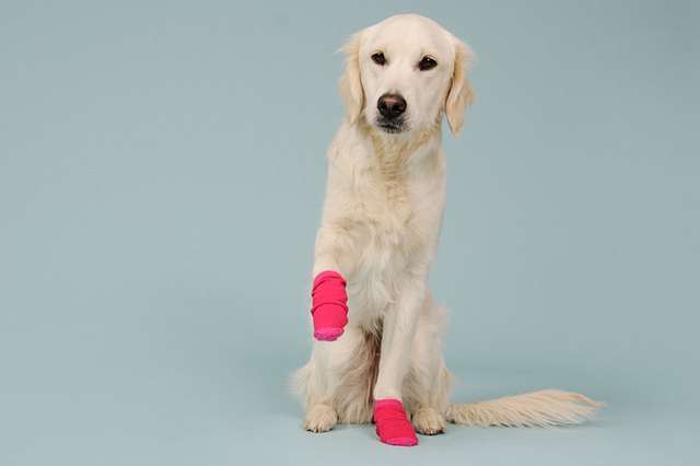 intentional Postage Well educated dog paw socks to prevent