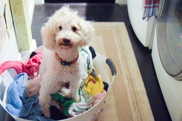 Why Did My Dog Pee on My Clothes? | Cuteness