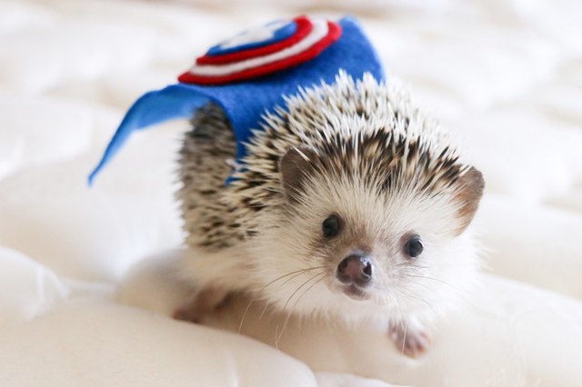 9 Reasons Why Hedgehogs May Just Be the Cutest Animals Ever | Cuteness