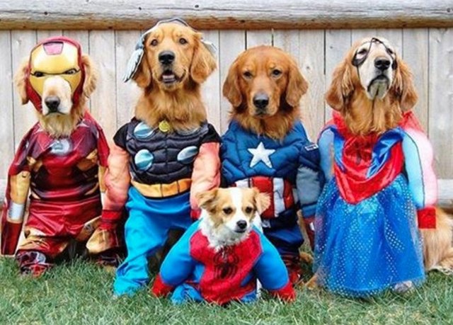 11 Superhero Costumes For Pets Cuteness