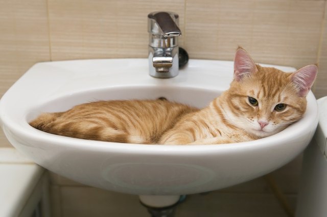Why Do Cats Sleep In The Sink? Cuteness