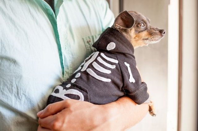 Puppies Dressed for Halloween