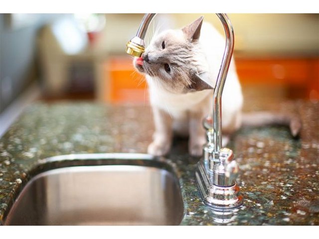 Cat licking kitchen faucet