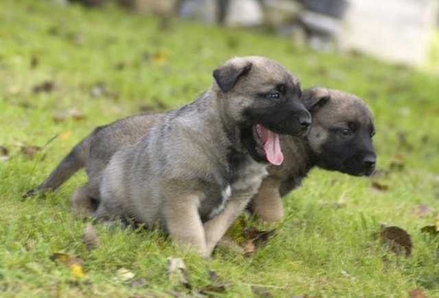 Homemade puppy clearance milk without yogurt