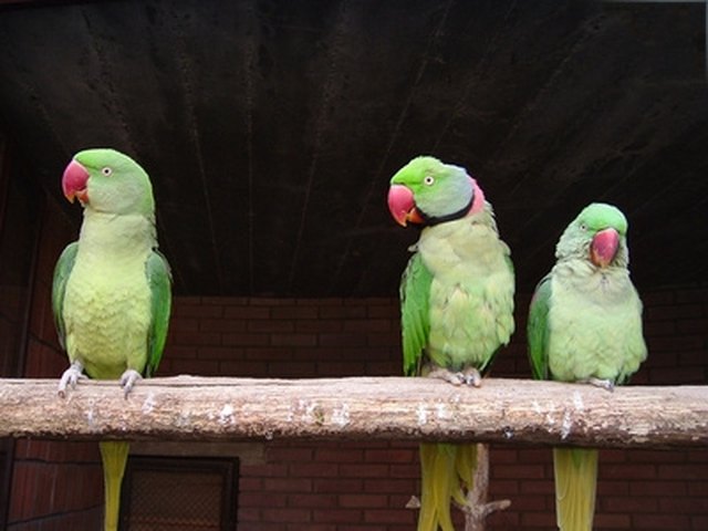 what-kind-of-food-do-parrots-eat-cuteness