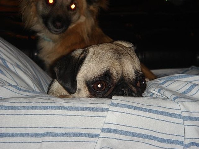 How to Prepare A Diet For A Sick Dog