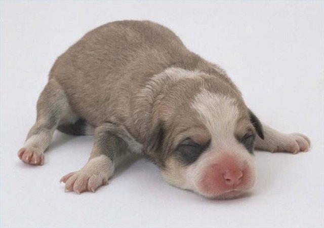 how-to-take-care-of-newborn-puppies-that-are-outside-cuteness